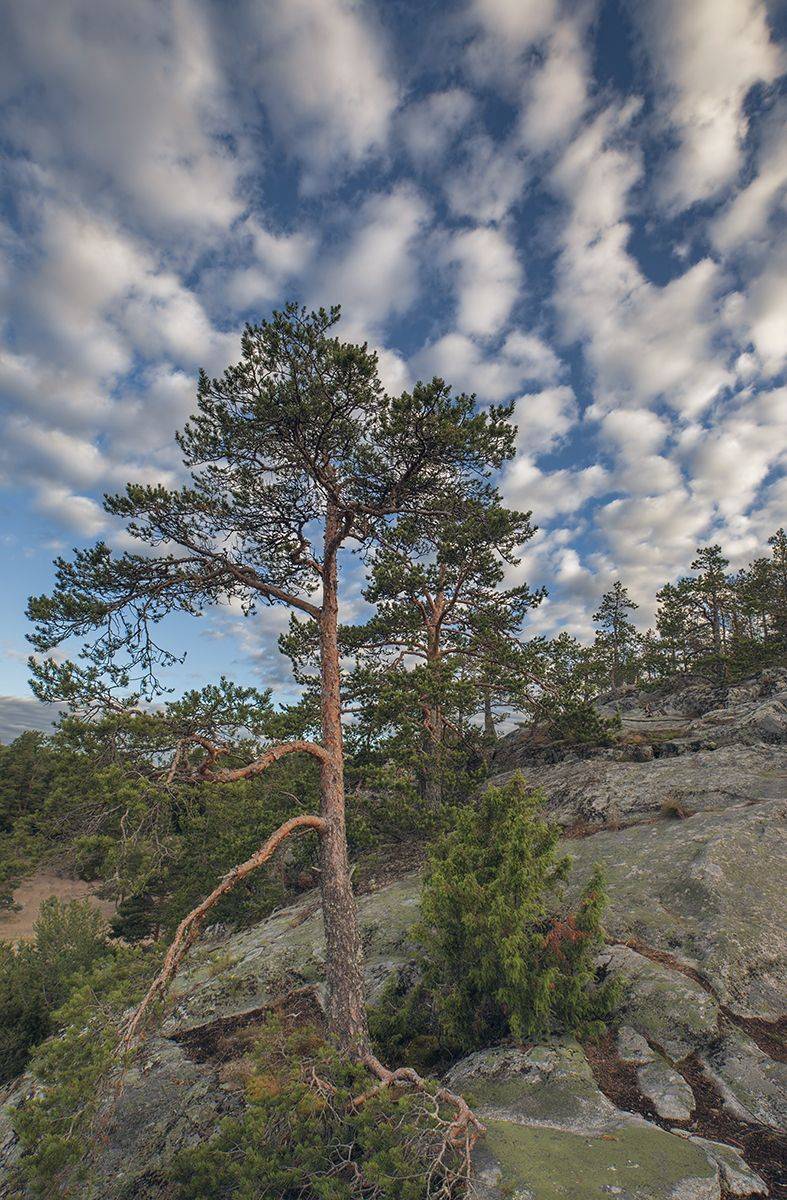 остров, койонсаари, alexOmRam