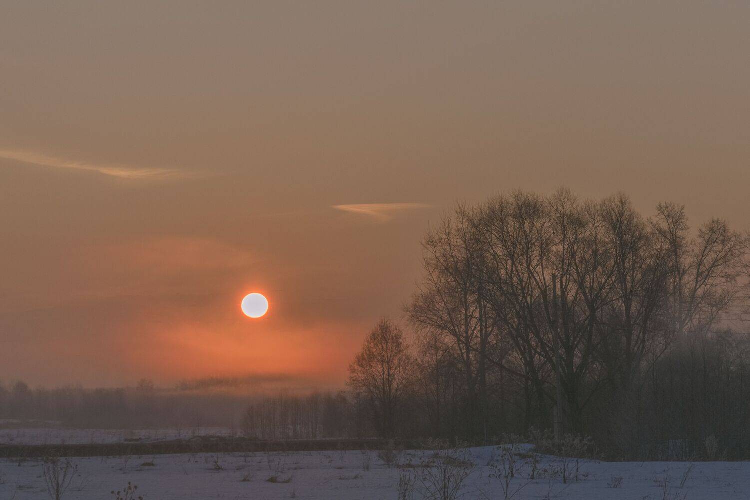 рассвет, туман, весна, поле, деревья,, Галина Луценко