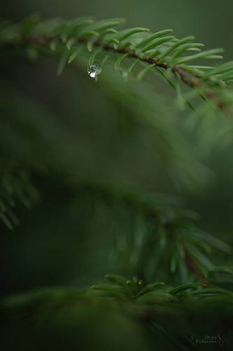 В маленьком мире зелёных лесов
