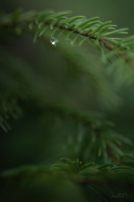 макро, ёлочка, папоротник, мох, капельки, таинственный лес, северный лес, север, зелень, ленинградская область, карельский перешеек В маленьком мире зелёных лесов фото превью