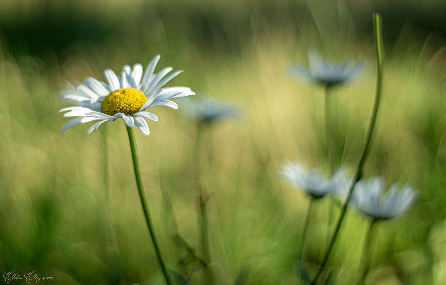 , Орлов Олег