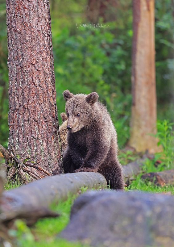 Братан, щас выясним, кто это нам здесь забил стрелку? фото превью