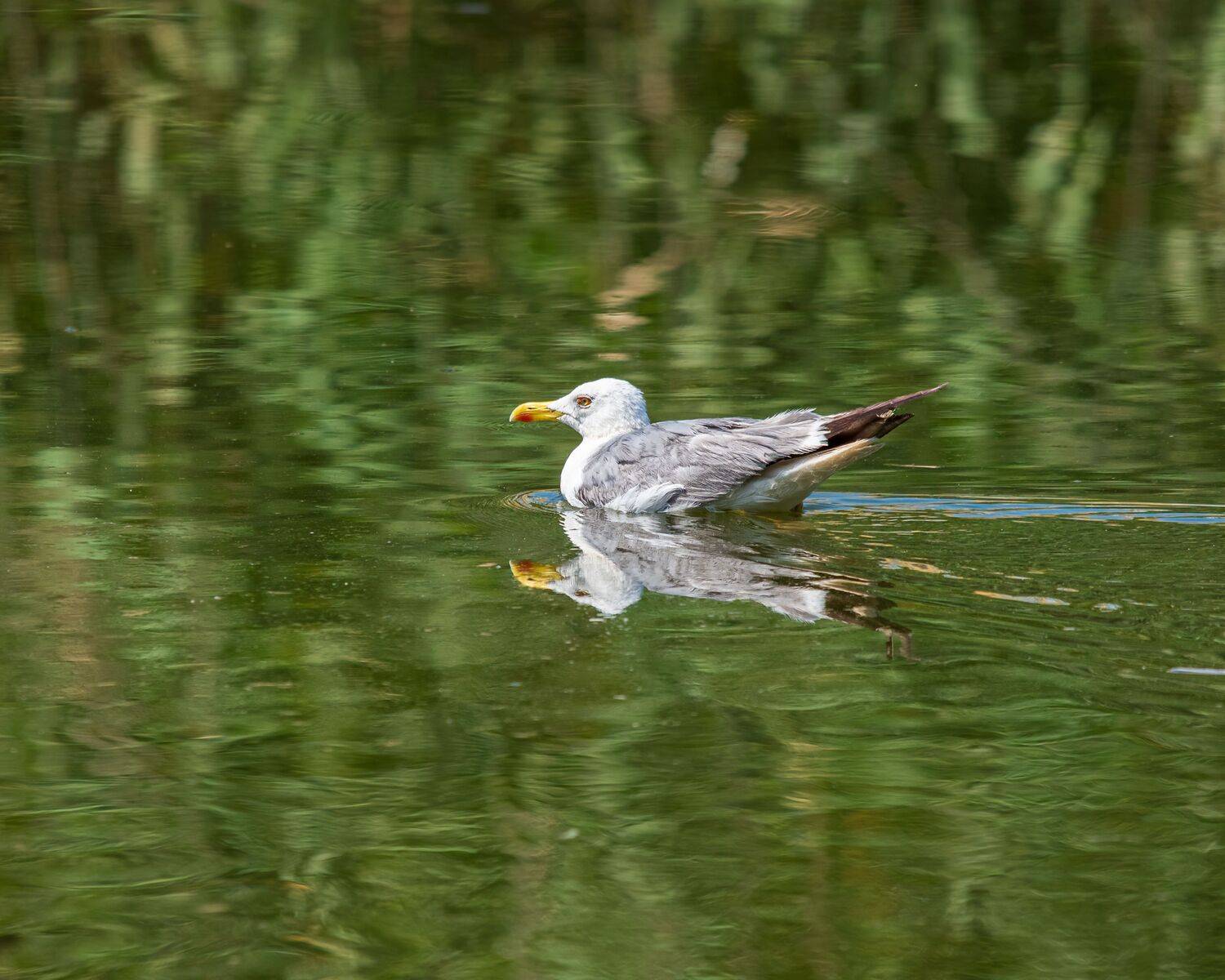 чайка, хохотунья, Алексей Рыльский