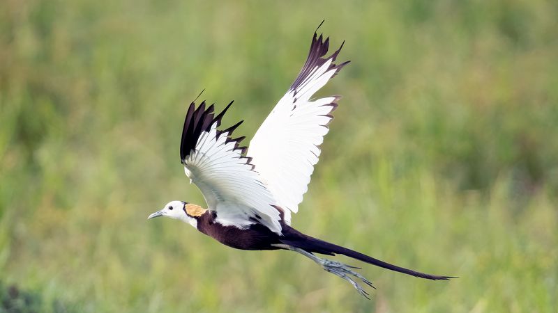 Pheasant-tailed jacana in flight фото превью