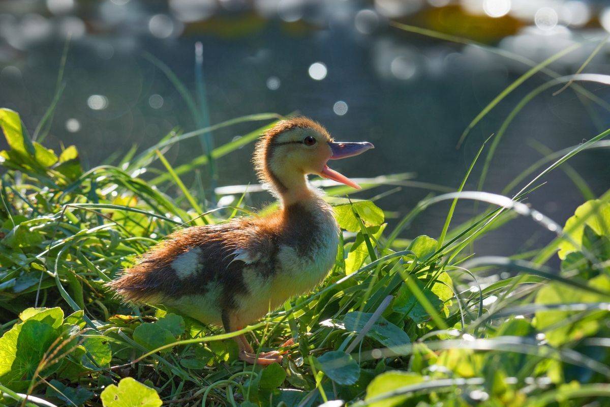 , Людмила Бекман
