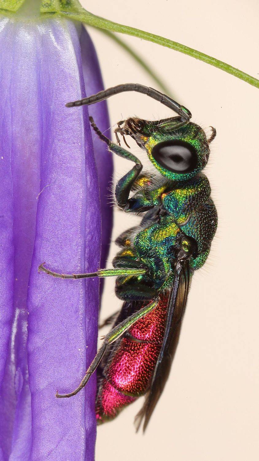 оса, блестянка, chrysis, ignita, Александр Зорин