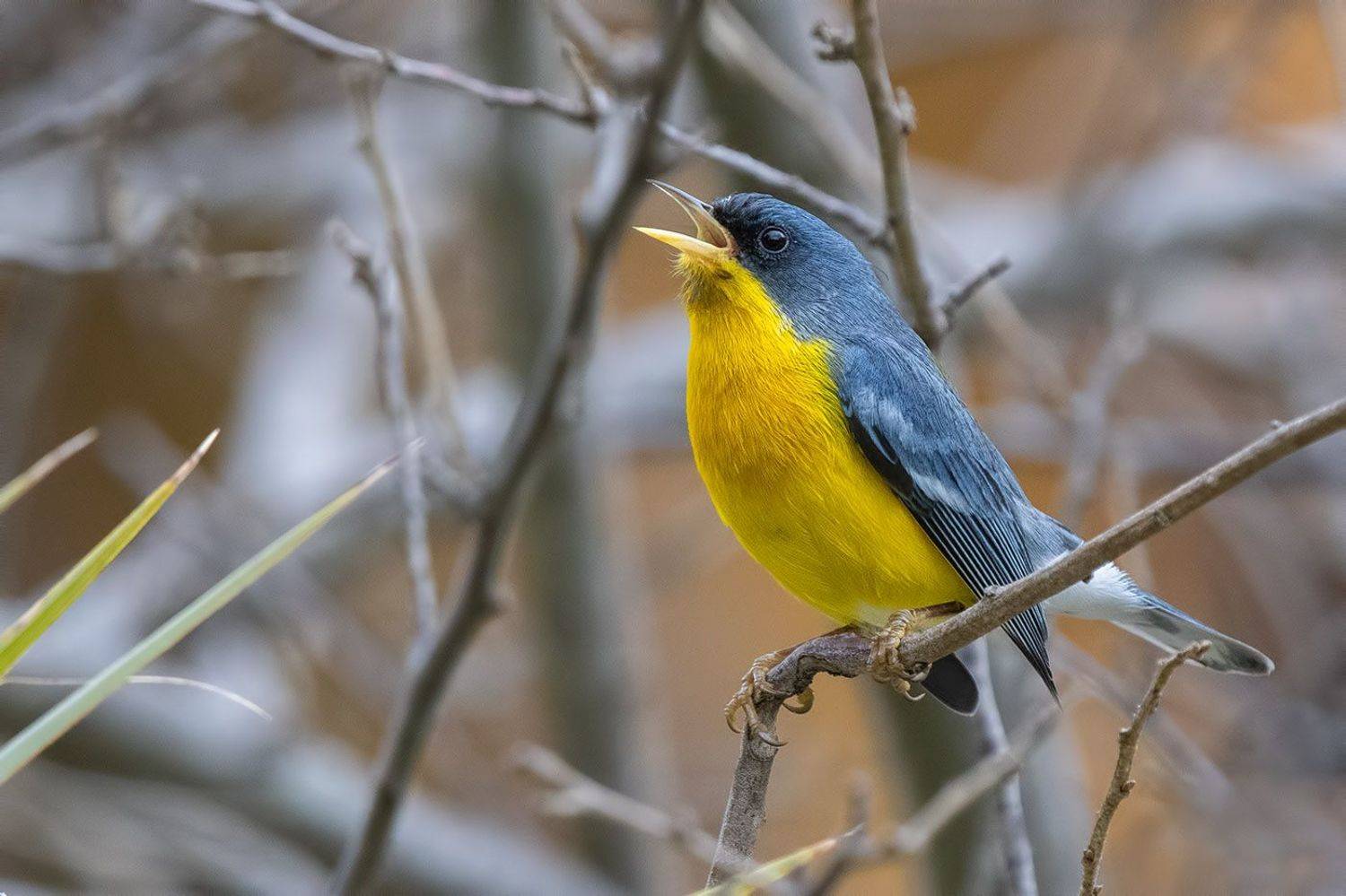 птицы, уругвай, Елена Давыдова