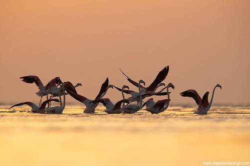 Greater Flamingos