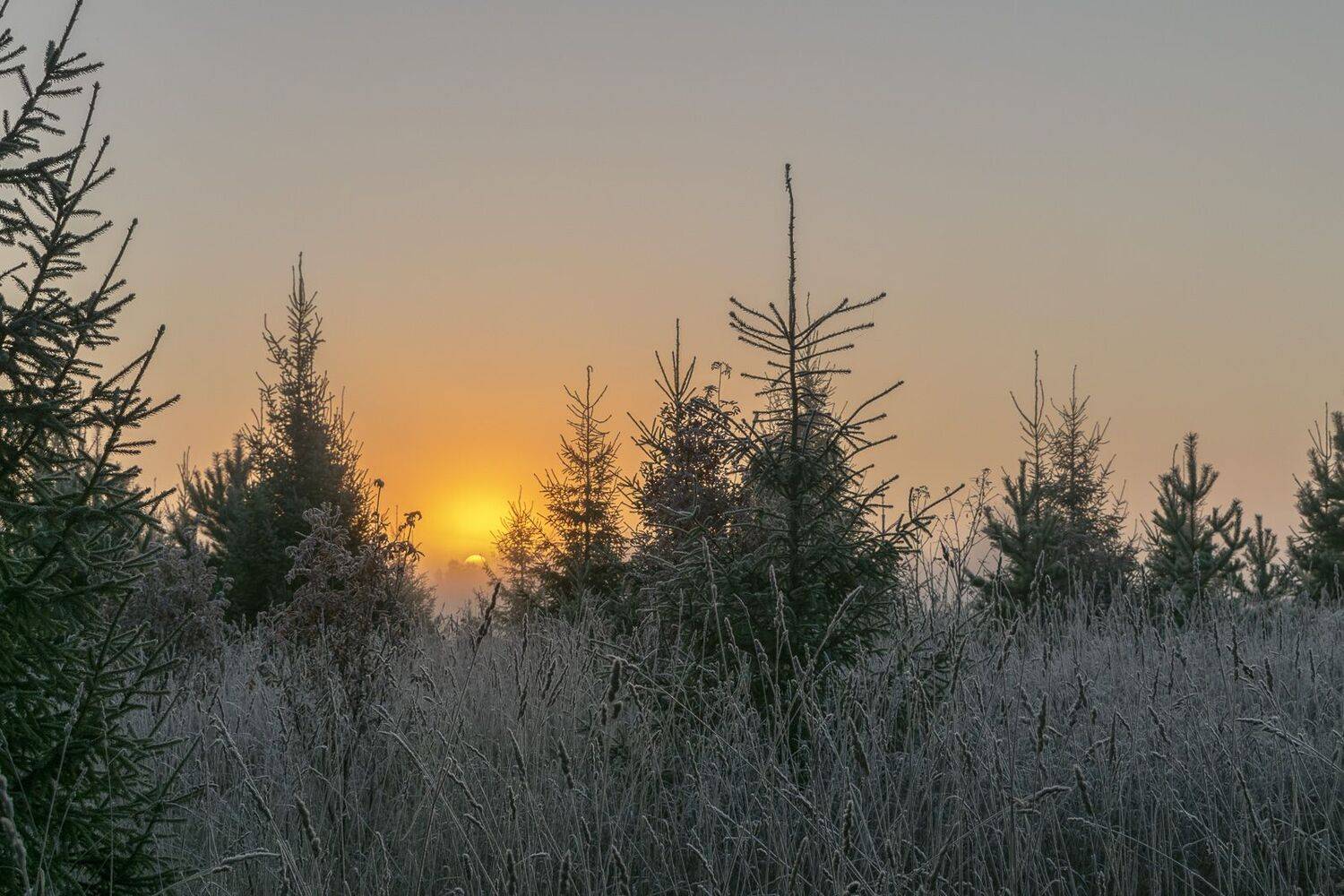 рассвет, туман, осень, иней, трава, деревья, Галина Луценко