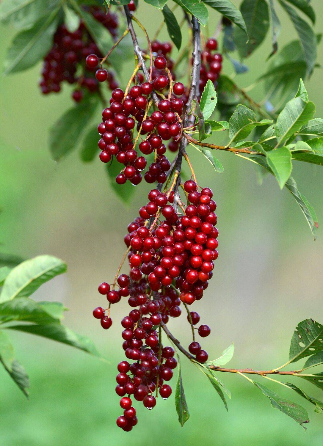 виргинская черемуха., Белоусов Михаил