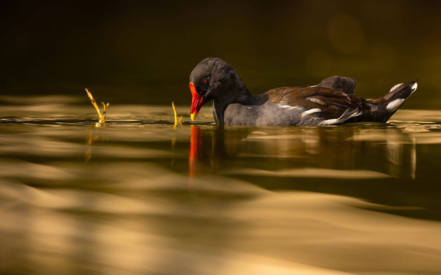 , Robert Adamec