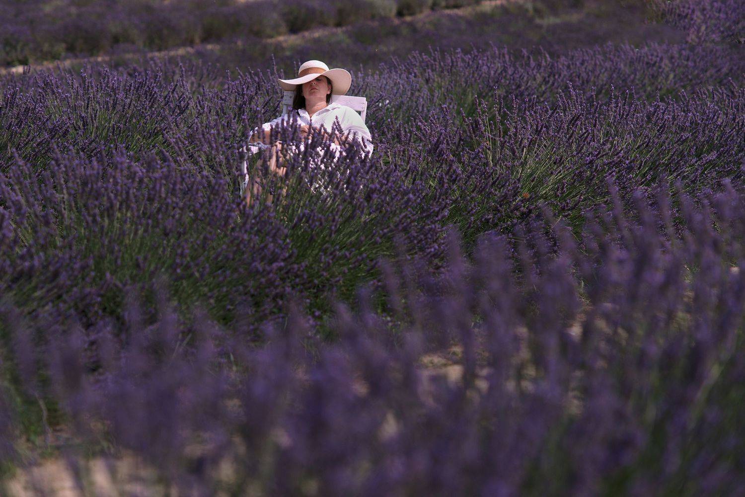 dream in lavender, Tomek Bańdo