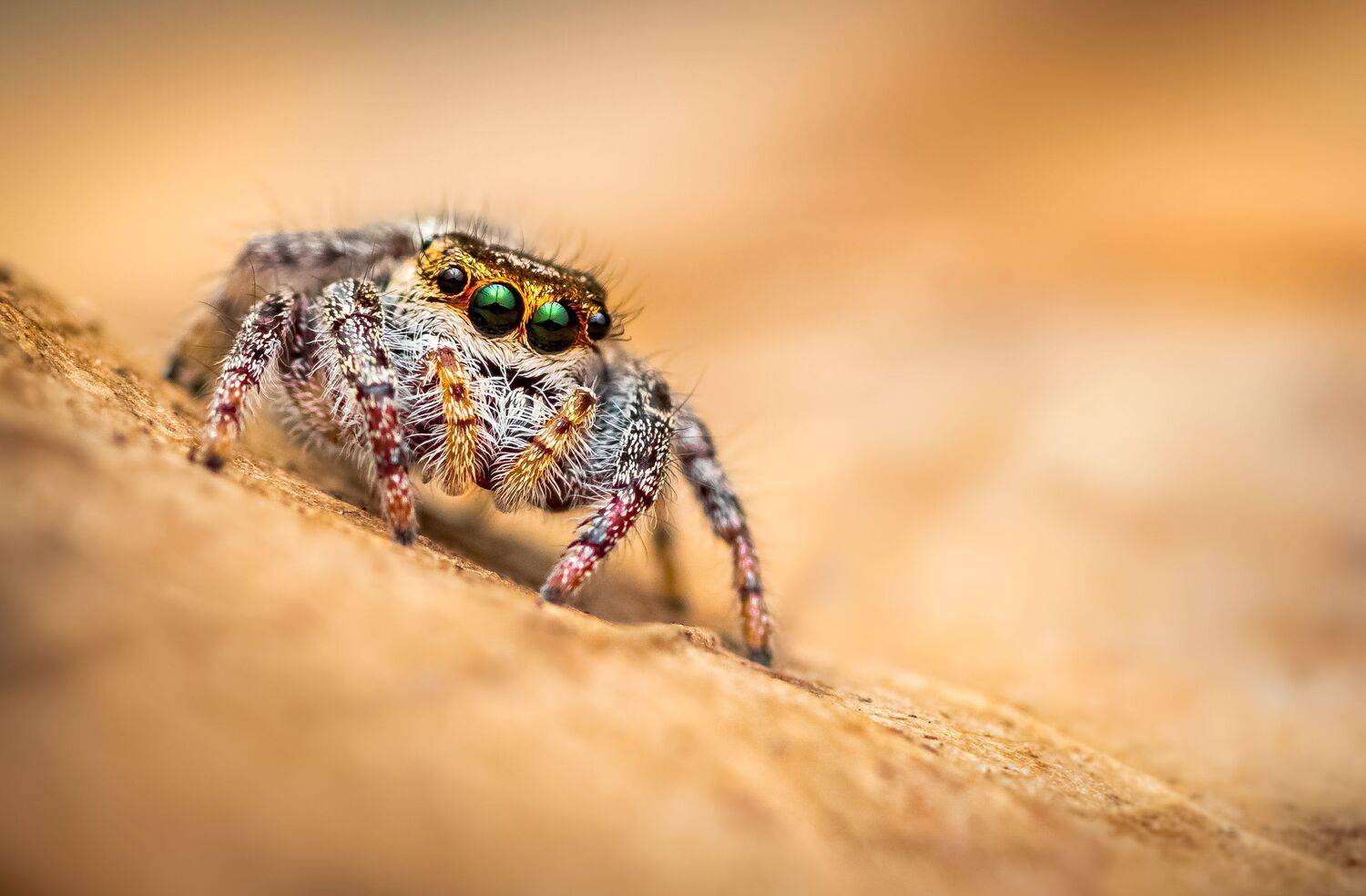 spider, animal, wild, insect, arachnid, leaf, macro,, Atul Saluja