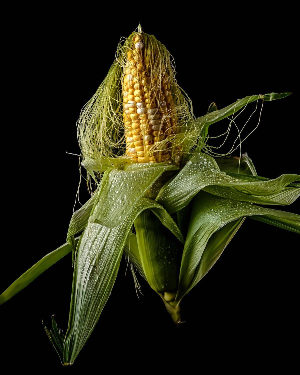 кукуруза, Дмитрий Шиперко