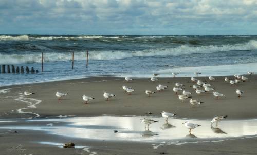 Перед штормом