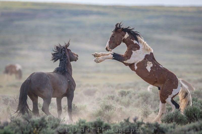 Back Off  фото превью