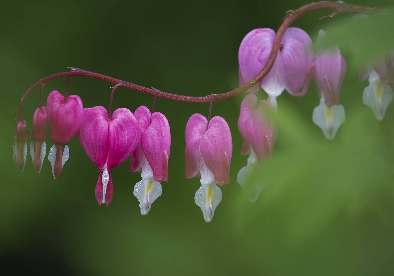 дицентра, Евгений Слободской