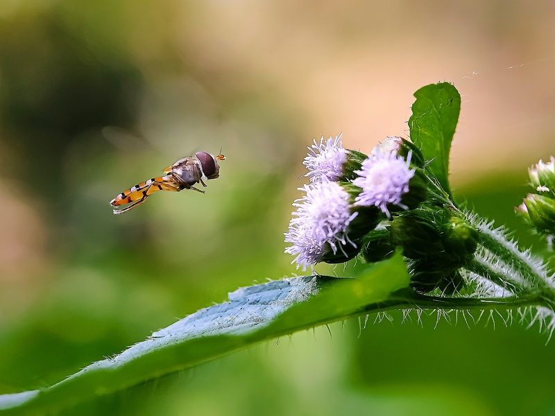 Macro фото превью