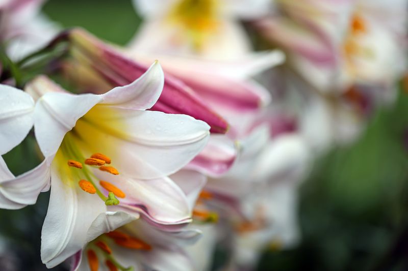 white lilies, flowers, garden, macro, close-up, nature white lilies, flowers, garden, macro, close-up, nature фото превью