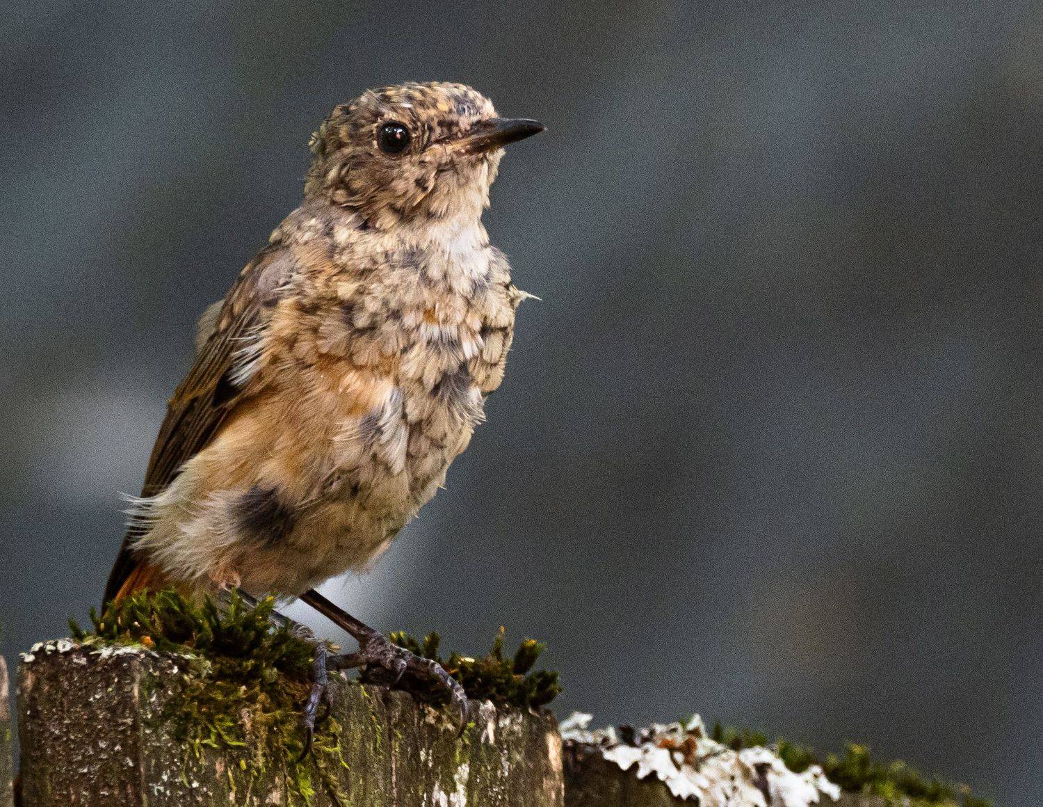 , Курлянцев Алексей