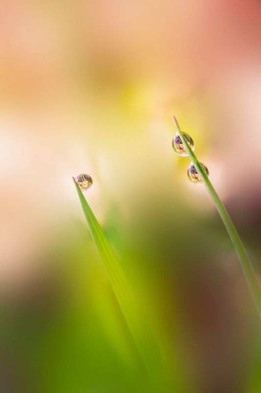 Капли фото превью