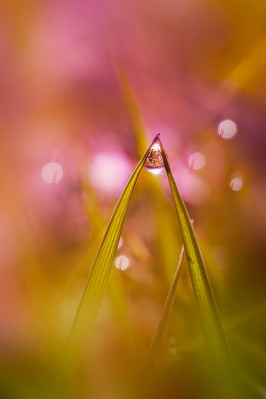 Капли фото превью