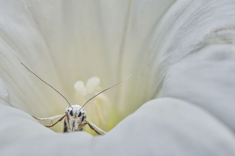 Yponomeuta evonymella фото превью