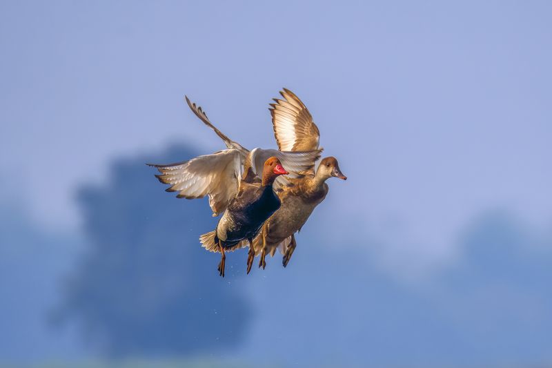 Together  фото превью