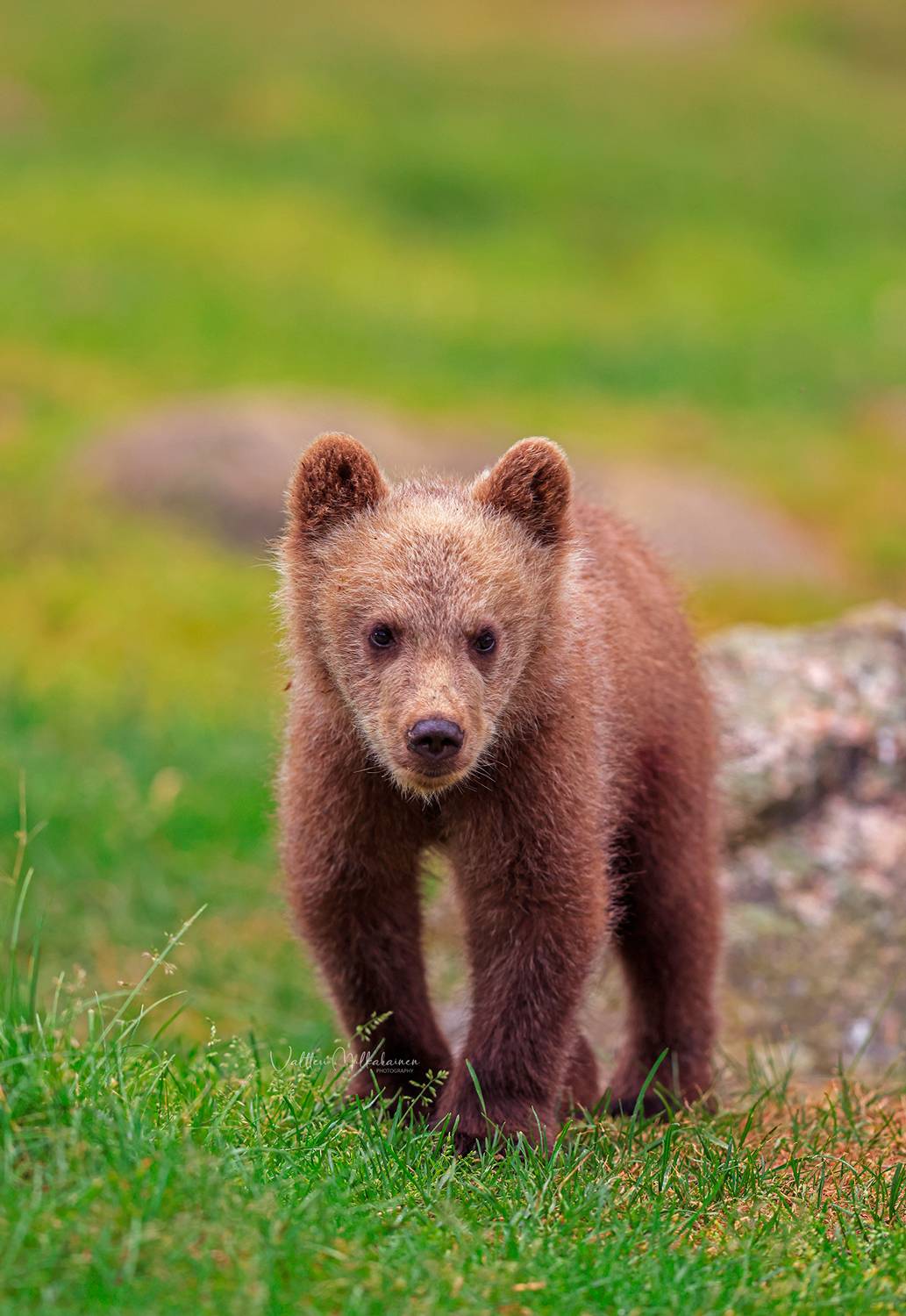 , Mulkahainen Valtteri