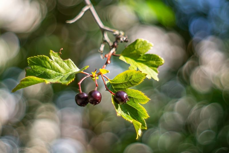 Фантазии августа... фото превью