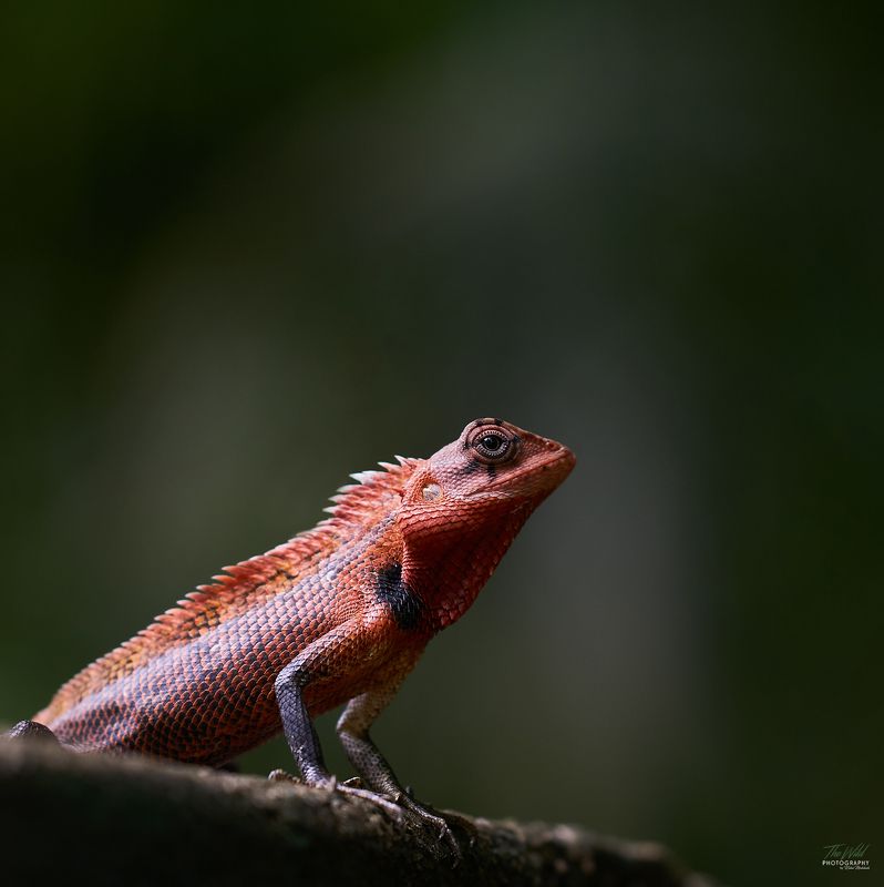 The Red Dragon фото превью