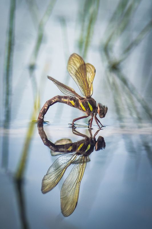 Стрекоза Коромысло большое / Brown hawker,  Aeshna grandis (Linnaeus, 1758) фото превью