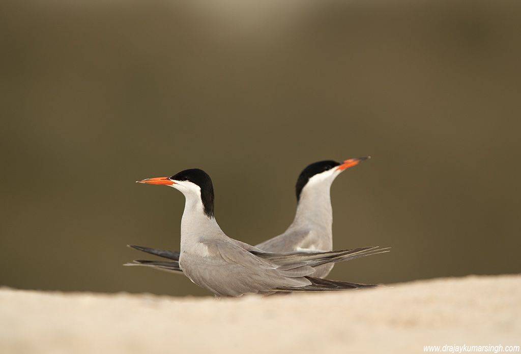White-cheeked tern, Dr Ajay Kumar Singh