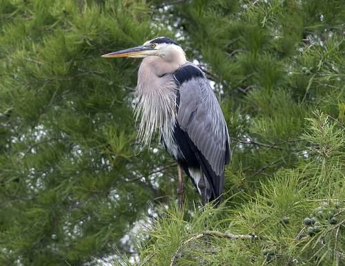 Great Blue Heron - Большая голубая цапля