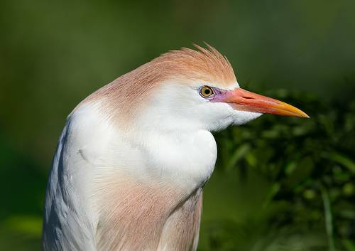 Cattle Egret. Египетская цапля