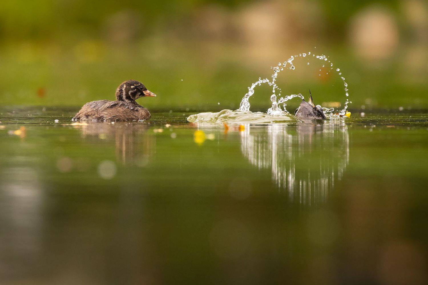, Robert Adamec