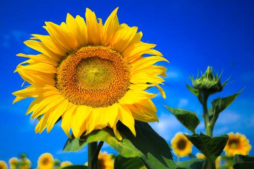 Жёлтое на голубом