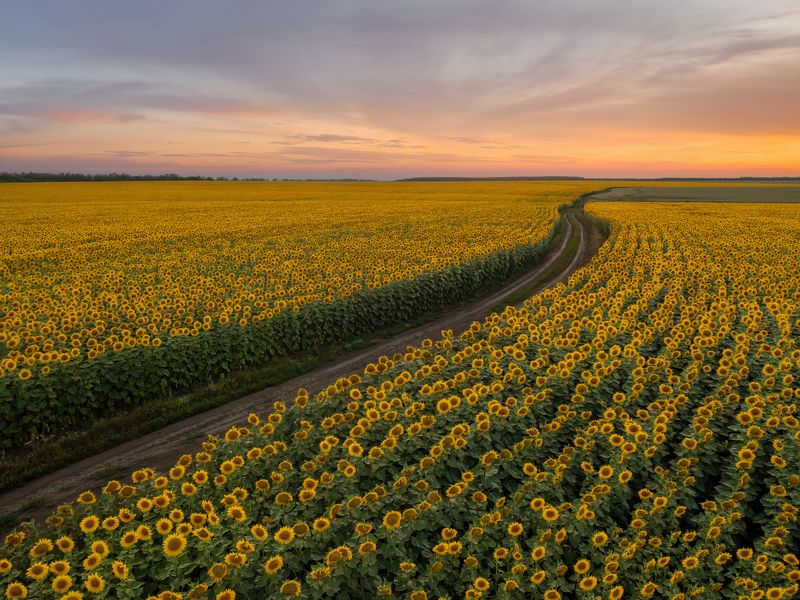 подсолнухи Дорога в лето фото превью