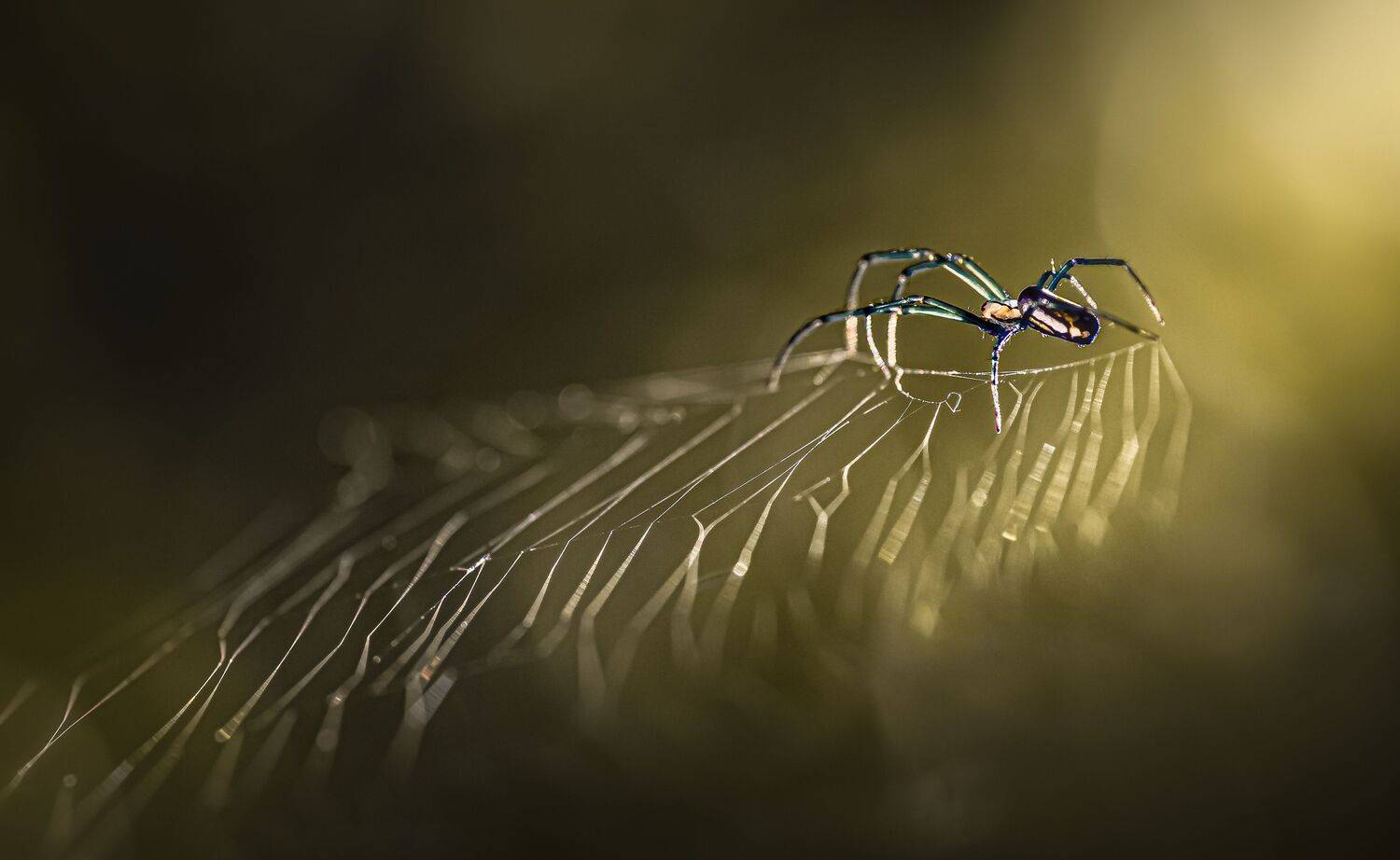 spider, animal, wild, insect, arachnid, leaf, macro, web, sunset, dusk, golden hour,, Atul Saluja