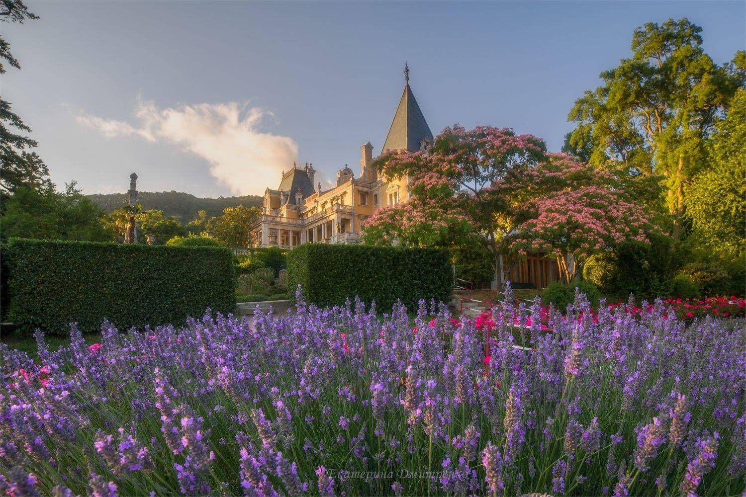 лаванда, прованс, крым, массандра, ялта, массандровский дворец, лавандовое поле, пейзаж, crimea, landscape, sunset, Дмитренко Екатерина