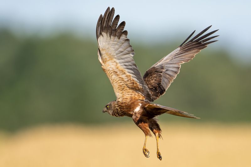 Niedru lija фото превью