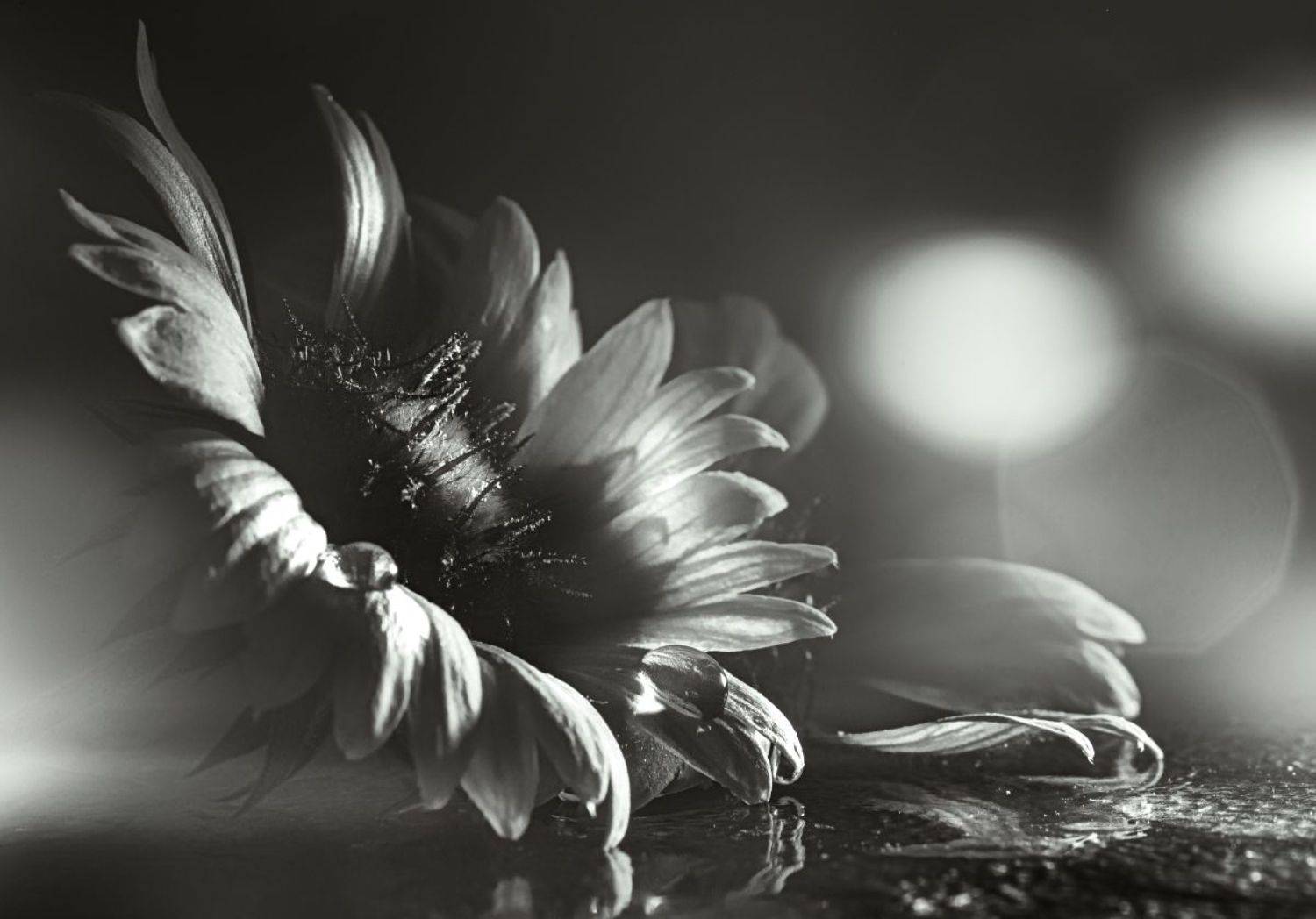 природа, цветы, капли, ч/б,, Неля Рачкова