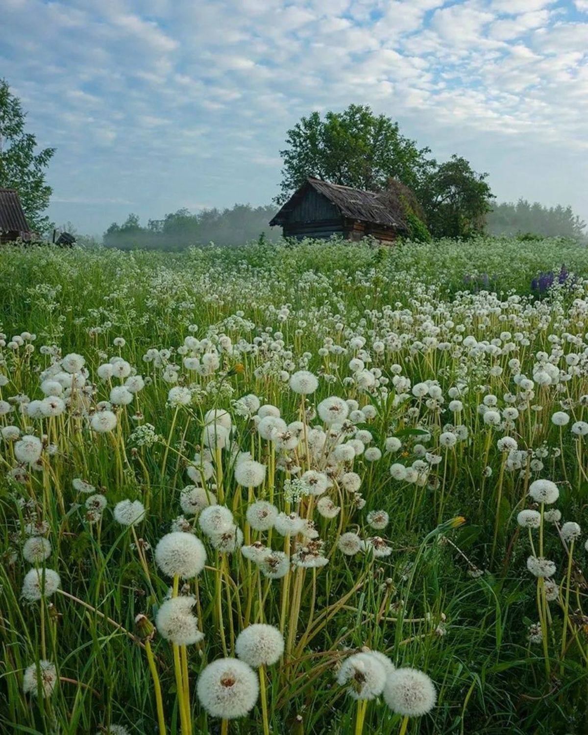 , Петр Косых