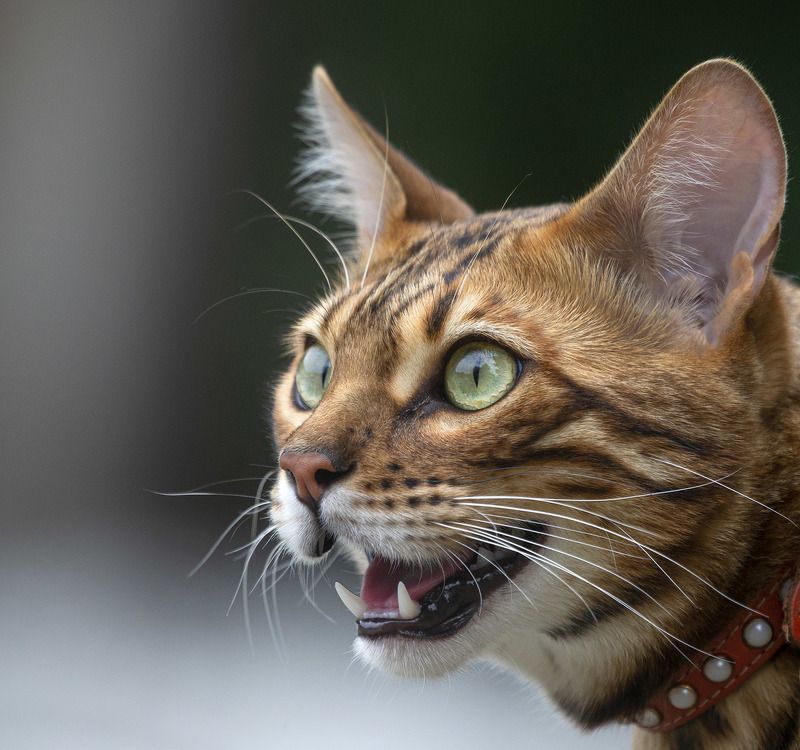 Хищник фото превью