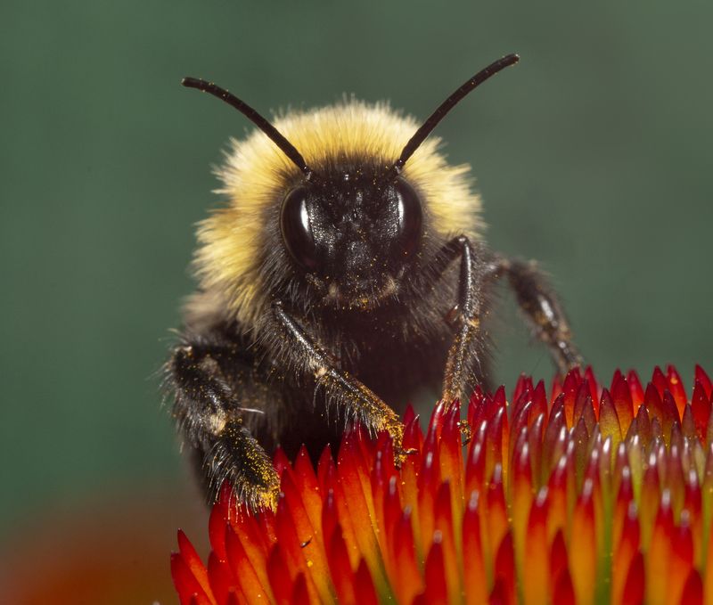 Мини-лев фото превью