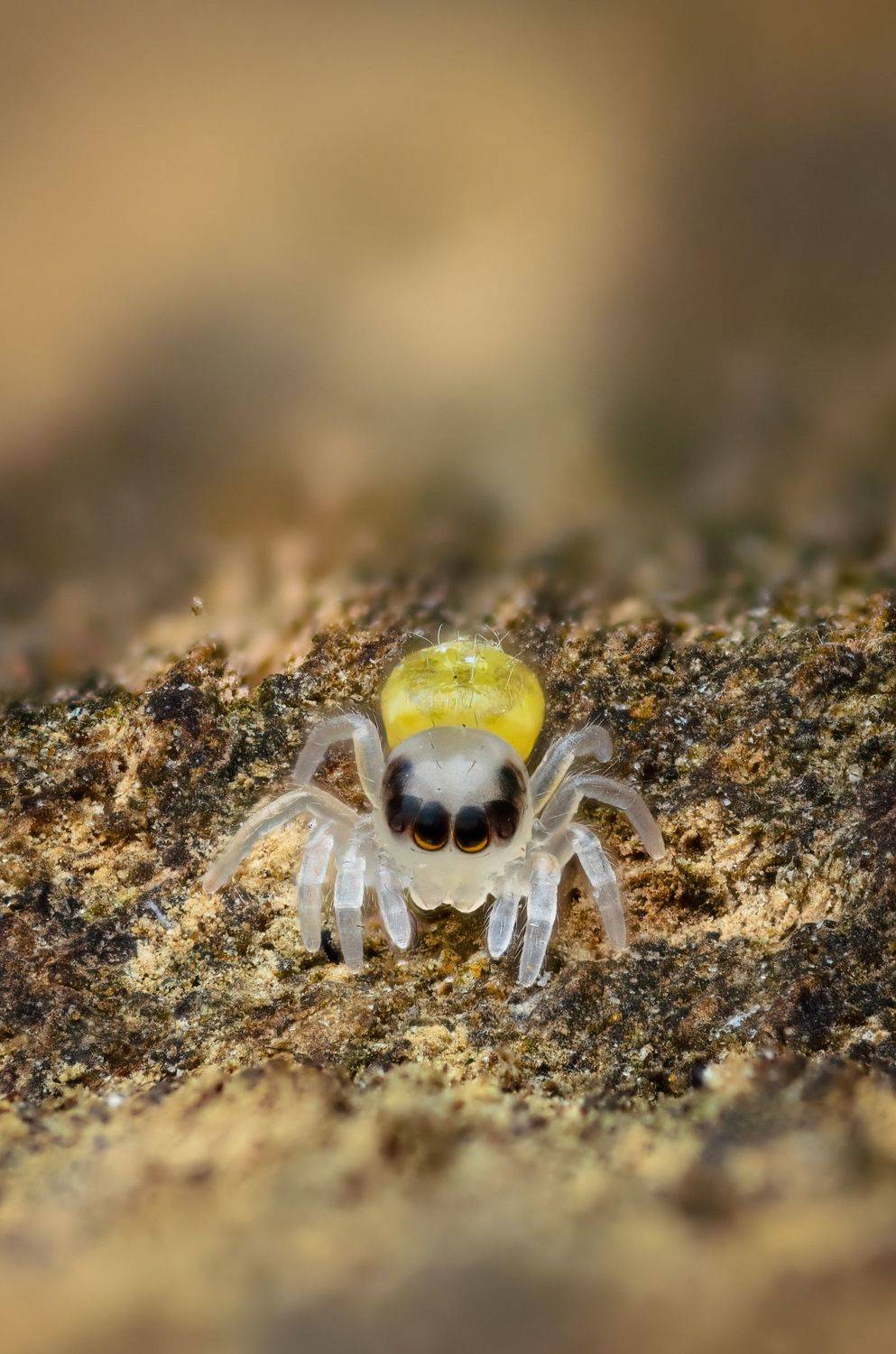 скакунчик, паук, макро, природа, spider, jumping, Сергей Чебанов