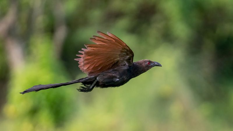 Greater Coucal in flight фото превью
