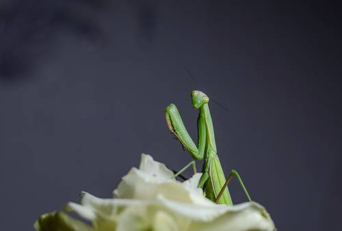 Большая девочка. Фотопробы.