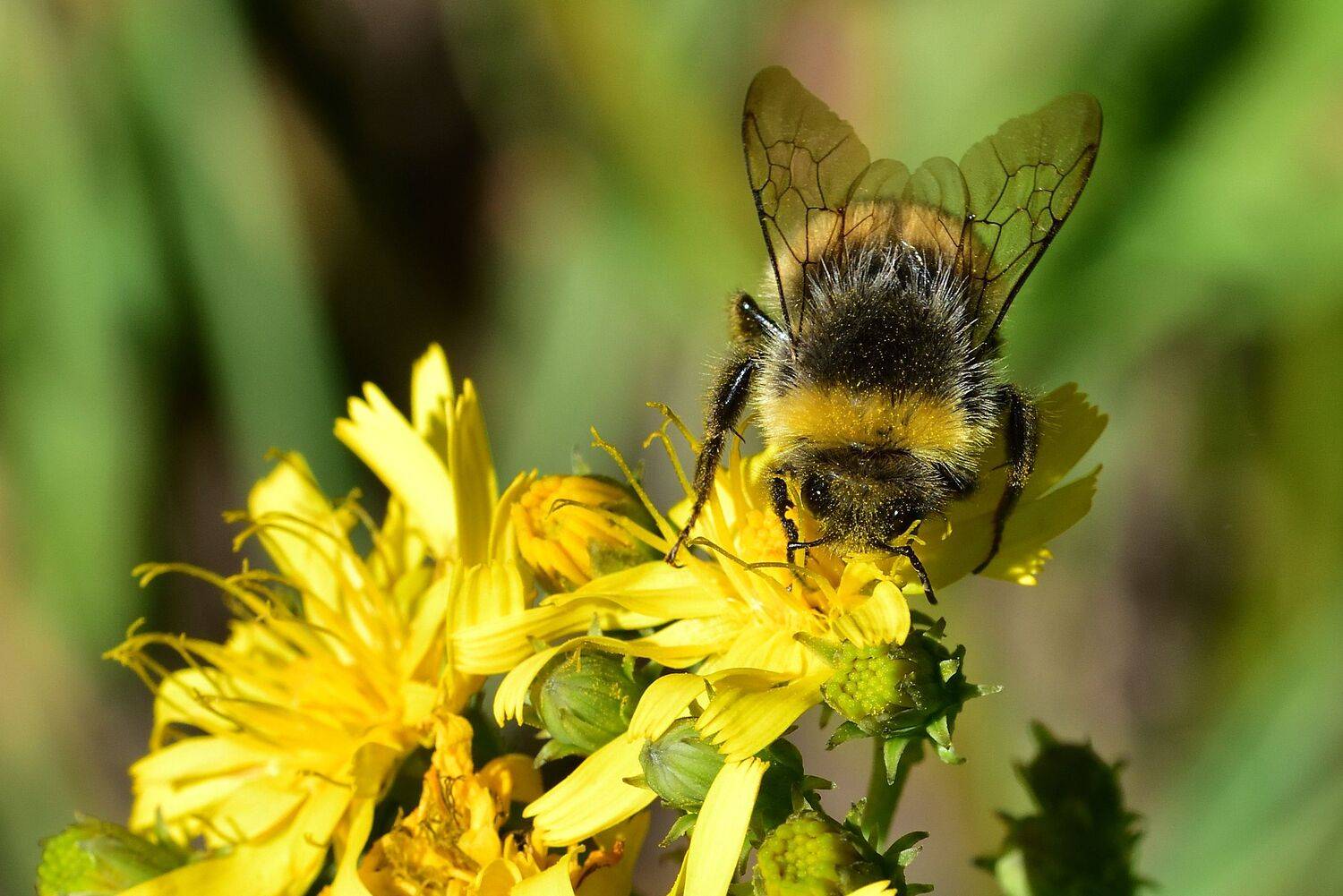 , Корнейчук Игорь