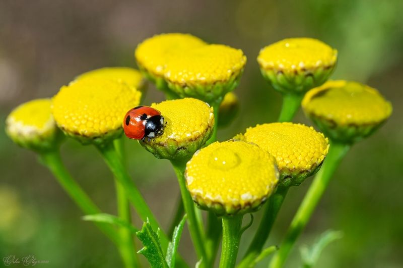 *** фото превью